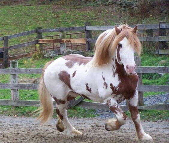 A king size Hidalgo Big Jake is a North American Spotted Draft Horse